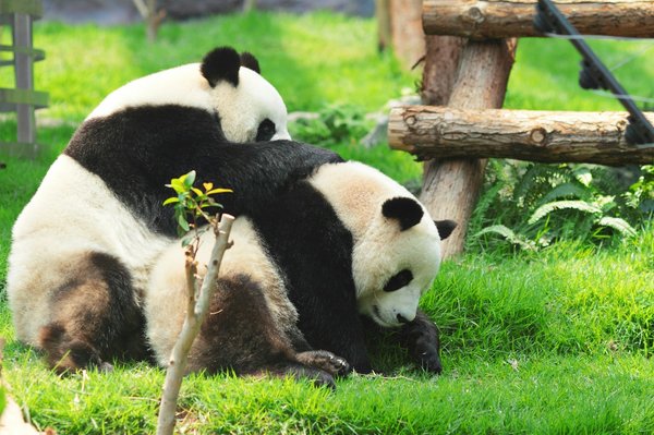 Quels sont les meilleurs endroits pour observer les pandas géants en Chine?